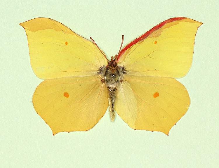 Gonepteryx rhamni male (aberrant form gerardi) (Internet Image property of respective owner, non-commercial use only)